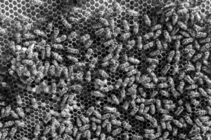 Abstract hexagon structure is honeycomb from bee hive filled photo