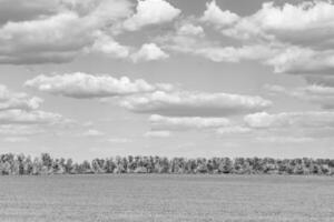 Beautiful horizon scenery in village meadow on color natural background photo