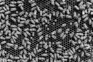 Abstract hexagon structure is honeycomb from bee hive filled photo