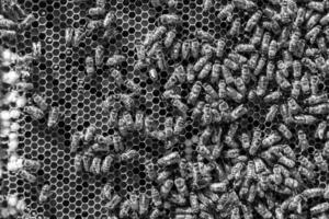 Abstract hexagon structure is honeycomb from bee hive filled photo