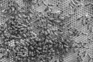 Abstract hexagon structure is honeycomb from bee hive filled photo