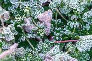 Selective focus. First frost on a frozen field plants, late autumn close-up. Beautiful abstract frozen microcosmos pattern. Freezing weather frost action in nature. Floral backdrop. photo