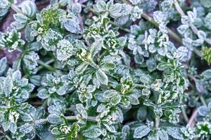 Selective focus. First frost on a frozen field plants, late autumn close-up. Beautiful abstract frozen microcosmos pattern. Freezing weather frost action in nature. Floral backdrop. photo