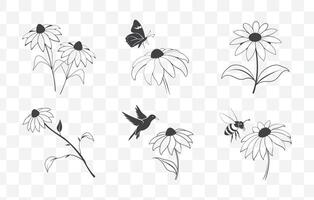 Print Rudbeckia Flower Botanical Line Art Set with Detailed Illustrations of Black Eyed Susan Blooms and Foliage vector
