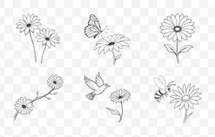Print Osteospermum Flower Line Art Set Featuring Detailed Botanical Illustrations for Floral Design and Art Projects vector