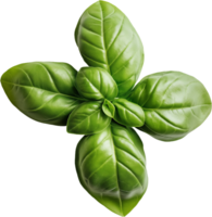 basil leaf on transparent background png