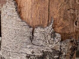 dry bark and tree trunk with impressive detail photo