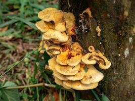 Mushrooms in the forest with bright yellow color attached to the foot of the damp tree trunk photo