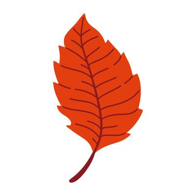 Autumn elm leaf. Hand drawn trendy flat style isolated. autumn leaf, golden season illustration