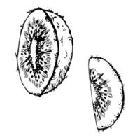 Green kiwi fruit, whole and slice for diet and healthy lifestyle vegan cooking. Hand drawn ink. Illustration single object isolated on white background. Design recipe book, website, card, menu vector