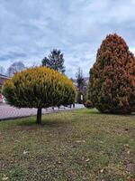 Mysterious gloomy landscape with bushes and trees and a road leading to the castle. photo
