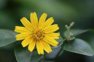 Yellow color closeup beautiful flower photo