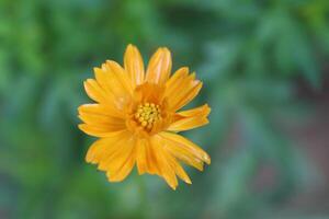 Yellow color closeup beautiful flower photo