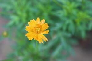 Yellow color closeup beautiful flower photo