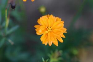 Yellow color closeup beautiful flower photo