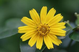 Yellow color closeup beautiful flower photo