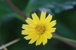 Yellow color closeup beautiful flower photo