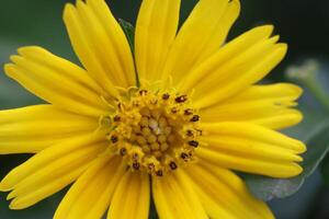 Yellow color closeup beautiful flower photo