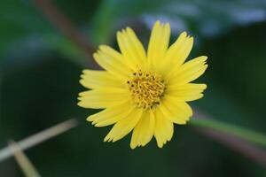 Yellow color closeup beautiful flower photo