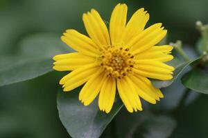 Yellow color closeup beautiful flower photo