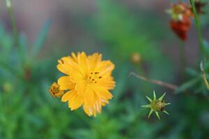 Yellow color closeup beautiful flower photo