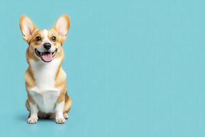 A cheerful corgi sits upright, showcasing its playful spirit against a bright blue backdrop, exuding warmth and charm. photo