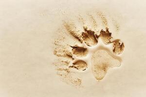 A subtle imprint of an animal paw print captures the essence of nature, leaving a gentle trace on a smooth sand surface. photo