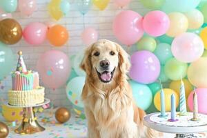 A delightful golden retriever celebrates its birthday surrounded by colorful balloons and a festive cake. photo