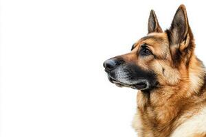 A majestic German Shepherd stands with a focused gaze, showcasing its intelligence and loyalty against a pristine backdrop. photo