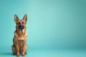 A German Shepherd sits attentively, showcasing its striking features against a refreshing turquoise background. photo