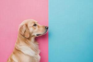 A golden retriever sits gracefully, its profile highlighted by a striking pink and blue background, exuding calm and curiosity. photo