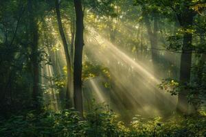 Sunbeams Filtering Through Forest Trees photo