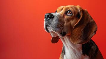 A Beagle Dog Looking Up with a Red Background photo