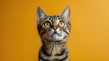 Close-up Portrait of a Tabby Cat with Yellow Eyes Looking Up photo