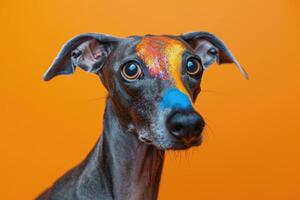 A Close-Up Portrait of a Grey Dog with Colorful Glitter on its Face photo