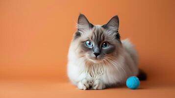 A Ragdoll Cat with Blue Eyes Lying on Orange Background with a Blue Toy photo