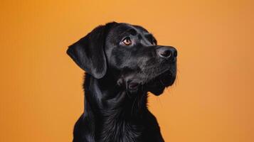 Black Labrador Retriever Dog with Brown Eyes Looking to the Right on an Orange Background photo