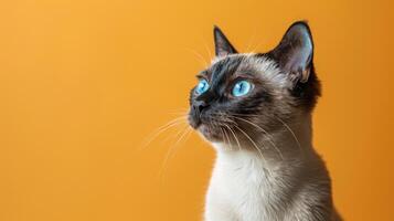 Close-up Portrait of a White and Gray Cat with Blue Eyes Against an Orange Background photo