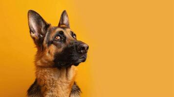 German Shepherd Dog Portrait with Yellow Background photo