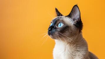 A Siamese Cat with Blue Eyes Looking Up on a Yellow Background photo