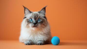Ragdoll Cat with Blue Eyes and a Blue Toy Ball on an Orange Background photo