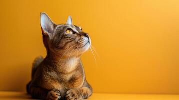 Tabby Cat Gazing Upward Against a Yellow Background photo