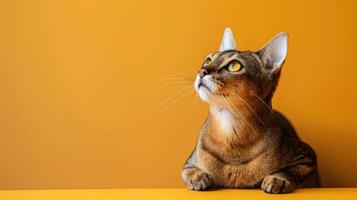 A Curious Tabby Cat with Golden Eyes Looking Upward photo