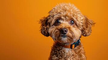 Close-up Portrait of a Brown Curly-haired Dog with Orange Collar photo