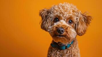 Close-up Portrait of a Small Brown Dog with Curly Fur photo