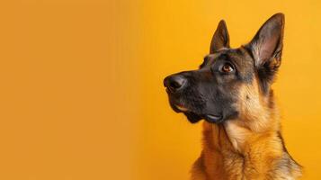 Close-up of a German Shepherd's Head Against a Yellow Background photo
