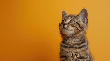 Tabby Kitten Looking Up Against a Yellow Background photo