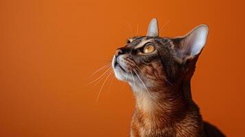 Close-up of a brown tabby cat looking up with a curious expression photo