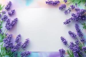 White Background Framed by Purple Lavender Flowers photo