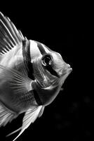 portrait studio photograph of angelfish photo